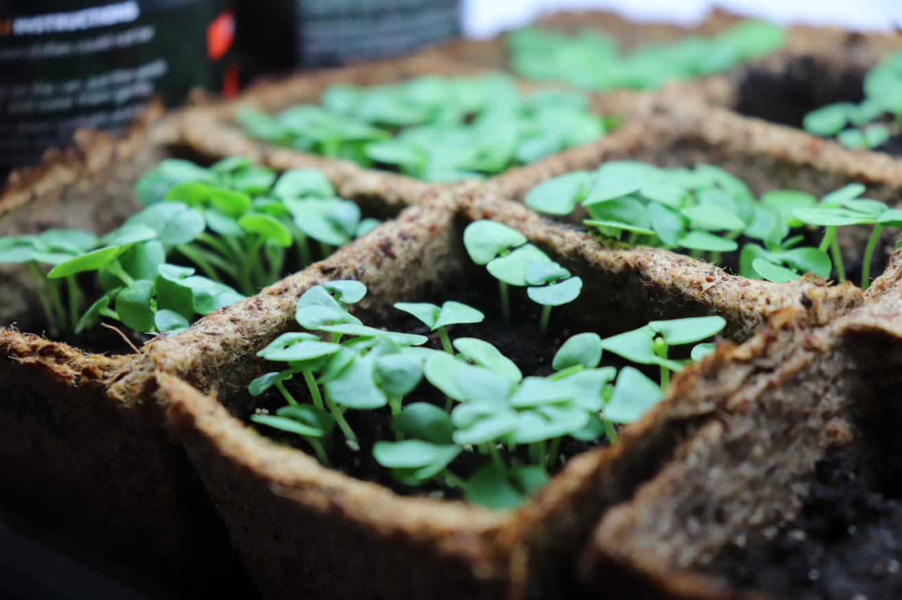 Some baby basil growth